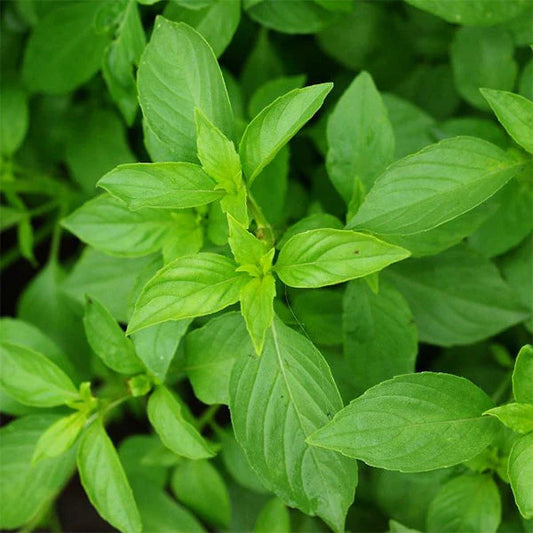 Seeds:‎ Basil - Mrs. Burns' Lemon Basil - Sugar Moon Gardens