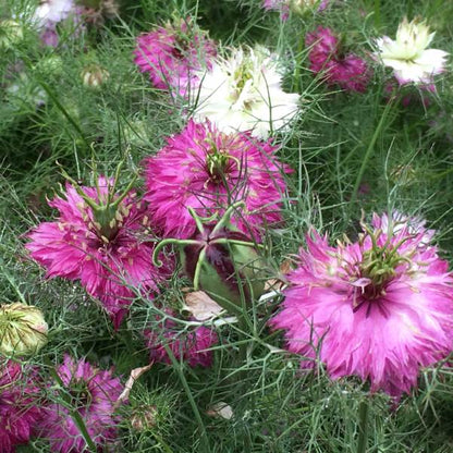 Nigella Mulberry Rose - Sugar Moon Gardens