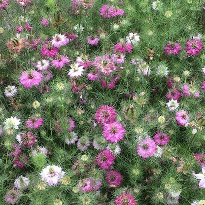 Nigella Mulberry Rose - Sugar Moon Gardens