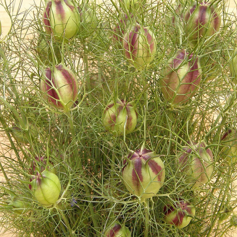 Nigella Mulberry Rose - Sugar Moon Gardens