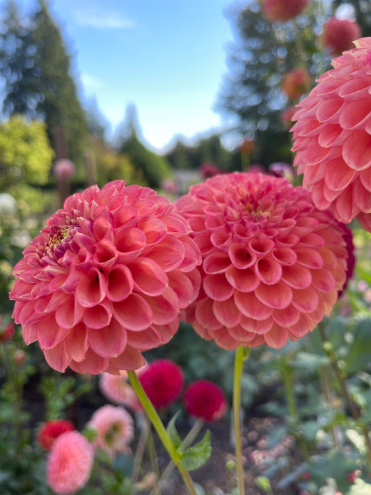 Dahlia Tuber:‎ Natalie G