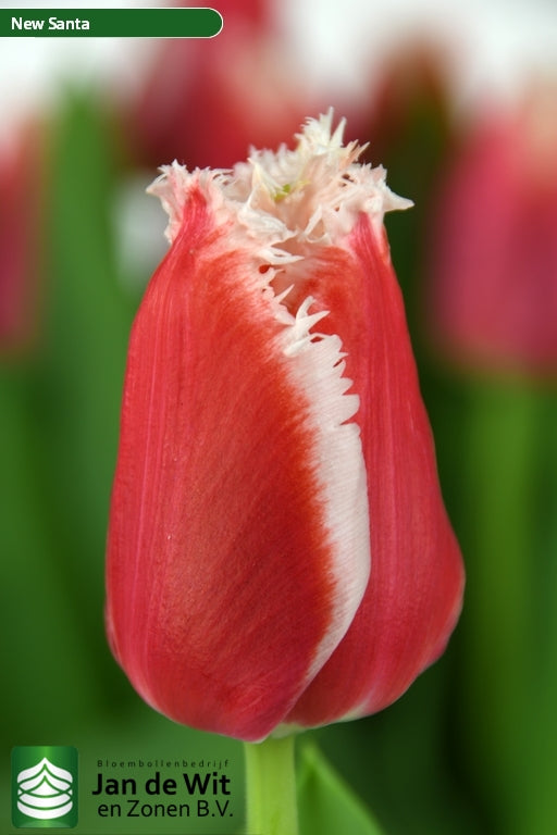 Tulip bulb - New Santa