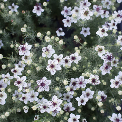 Seeds:‎ Nigella - African Bride - Sugar Moon Gardens