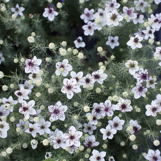 Seeds:‎ Nigella - African Bride - Sugar Moon Gardens