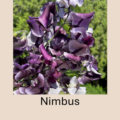 Flower Plant:‎ Sweet Peas - 2 per pot