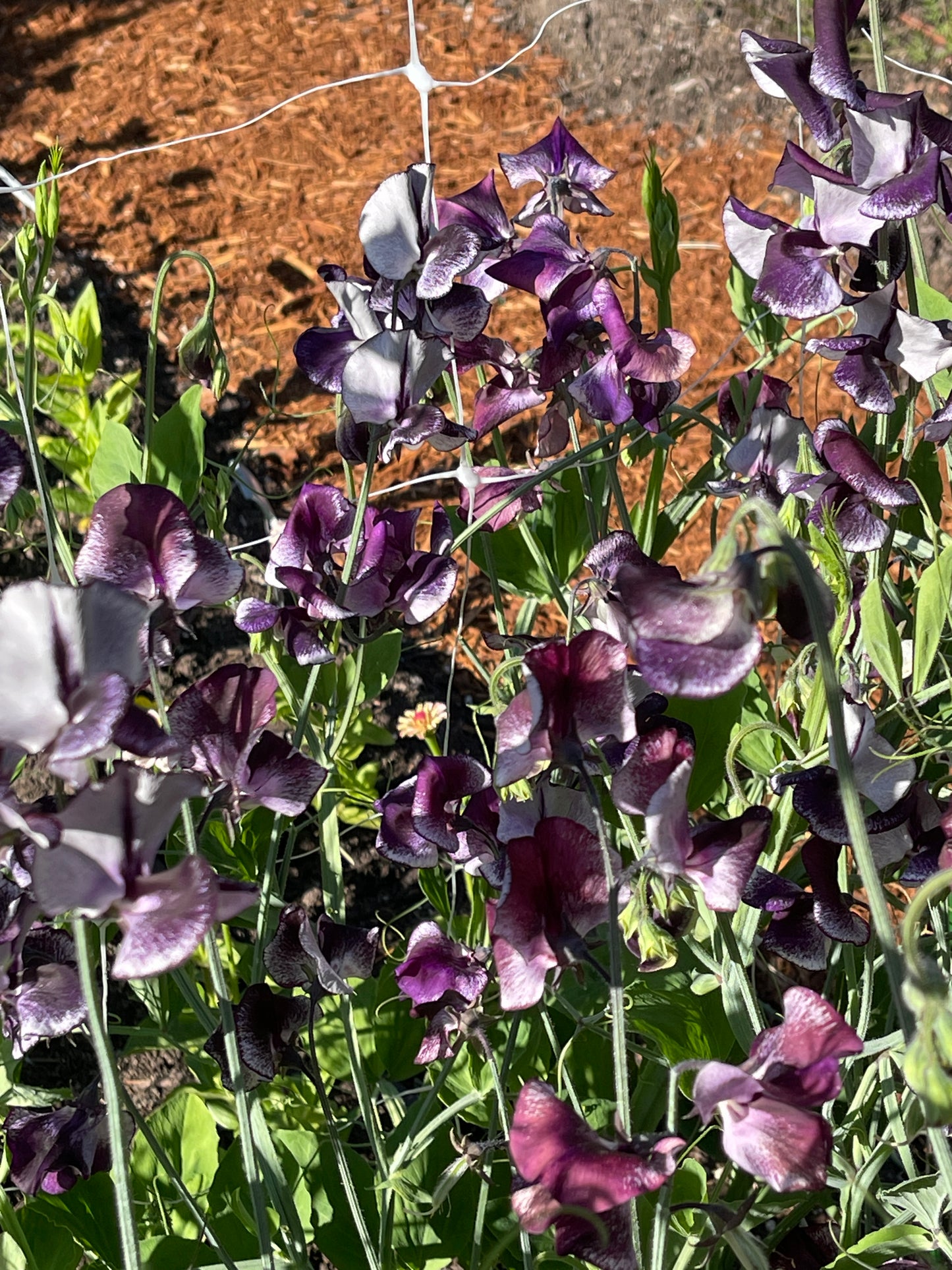 Sweet Pea Seeds: Nimbus