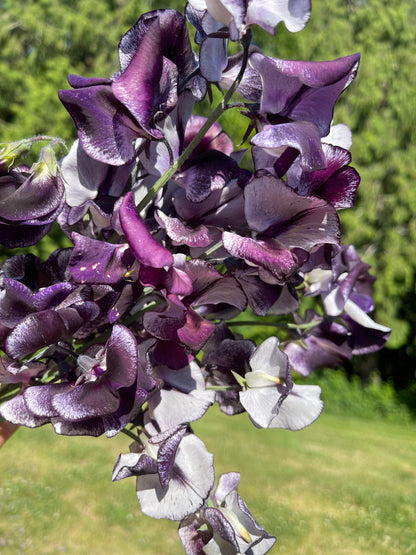 Sweet Pea Seeds: Nimbus