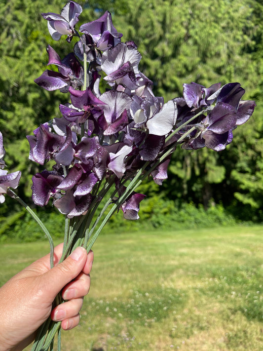 Sweet Pea Seeds: Nimbus - Sugar Moon Gardens
