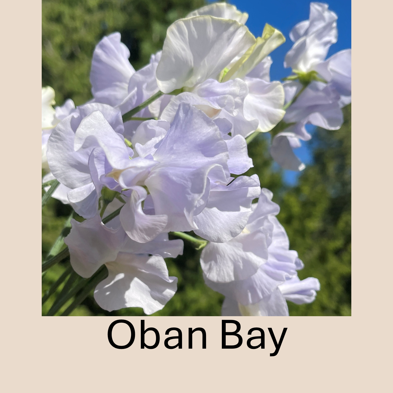 Flower Plant:‎ Sweet Peas - 2 per pot