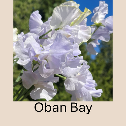 Flower Plant:‎ Sweet Peas - 2 per pot