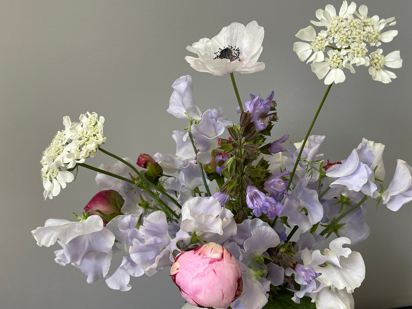 Sweet Pea Seeds: Oban Bay