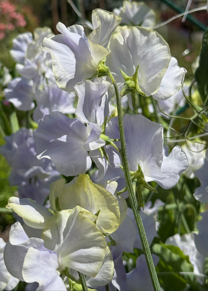 Sweet Pea Seeds: Oban Bay - Sugar Moon Gardens