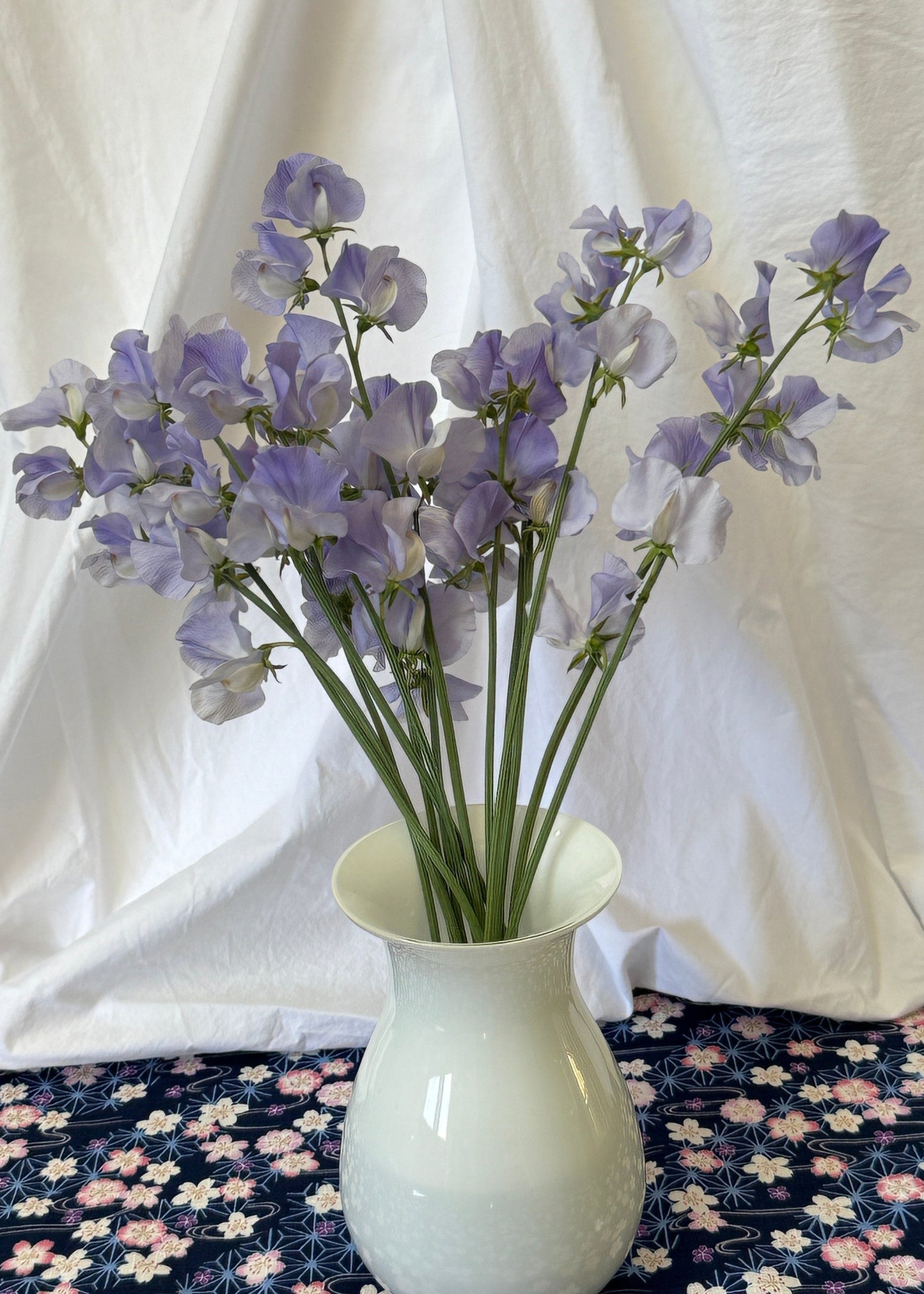Sweet Pea Seeds: Oban Bay - Sugar Moon Gardens