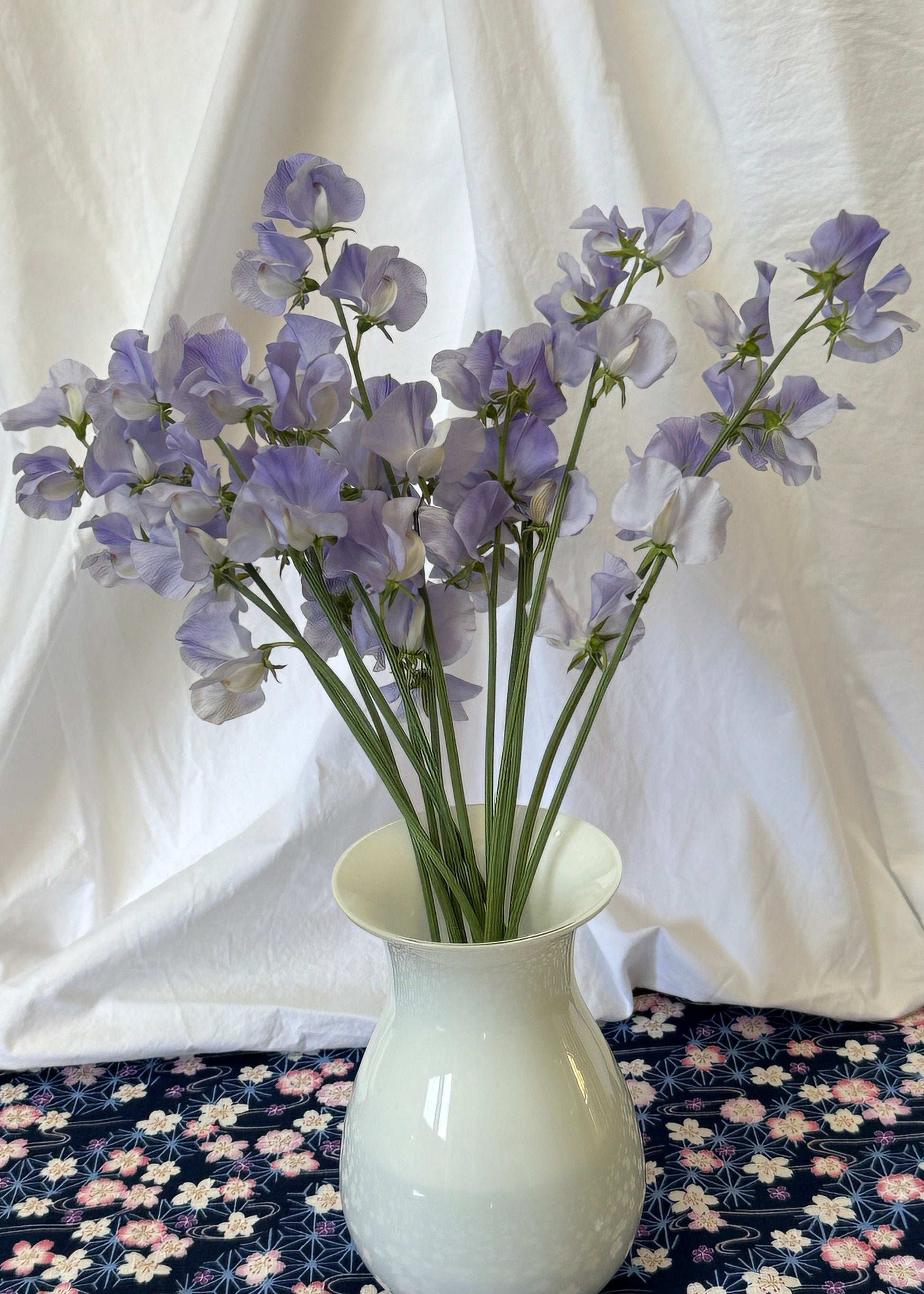 Sweet Pea Seeds: Oban Bay - Sugar Moon Gardens
