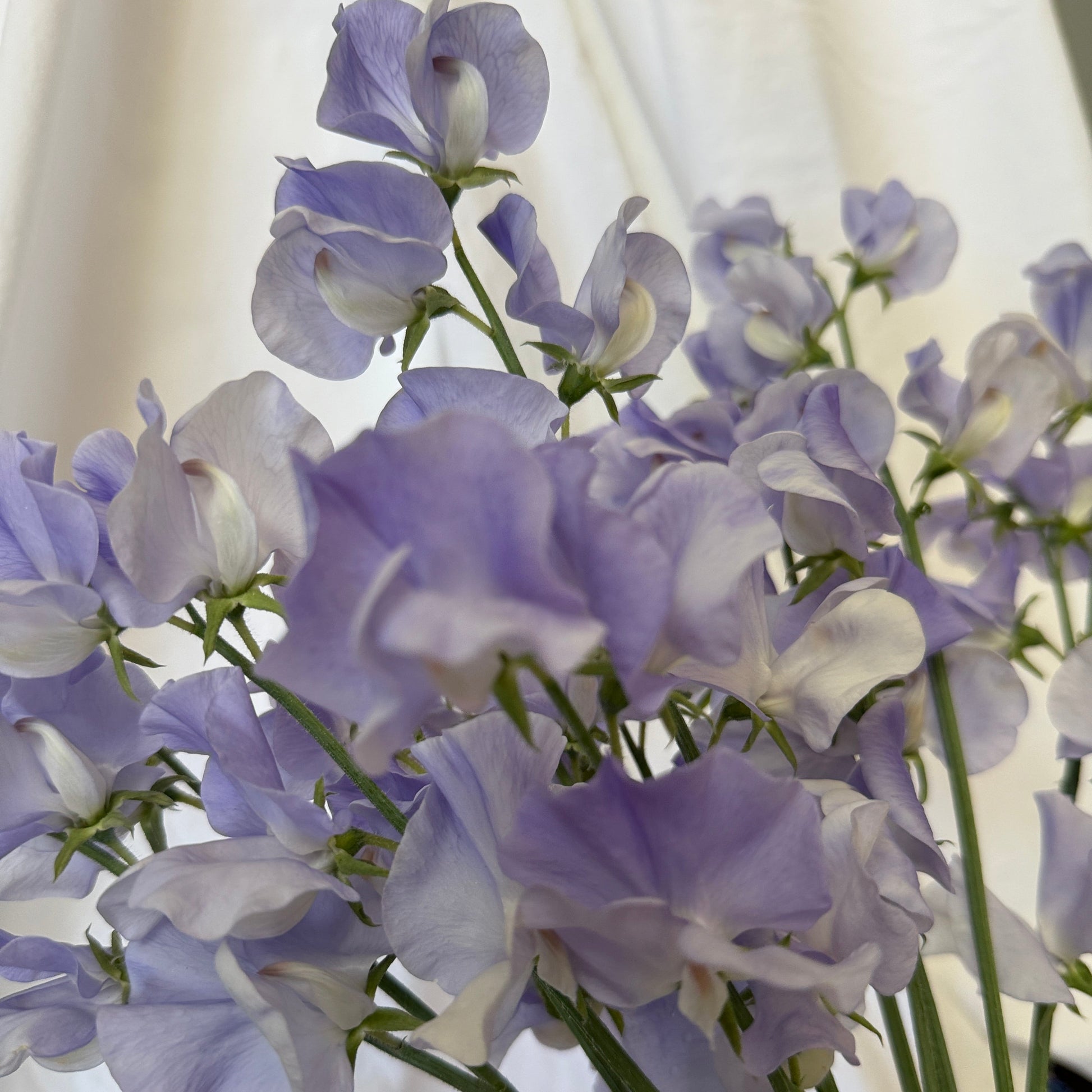 Sweet Pea Seeds: Oban Bay - Sugar Moon Gardens