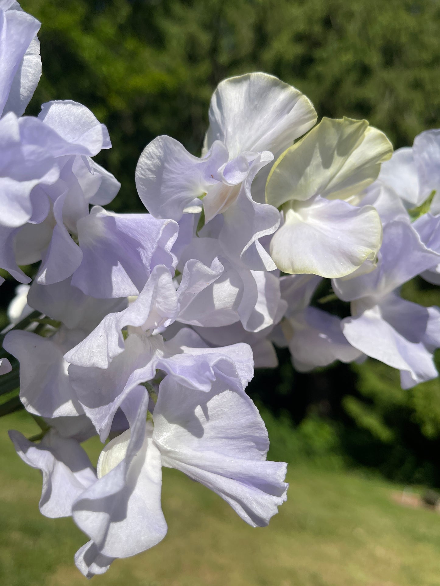 Sweet Pea Seeds: Oban Bay