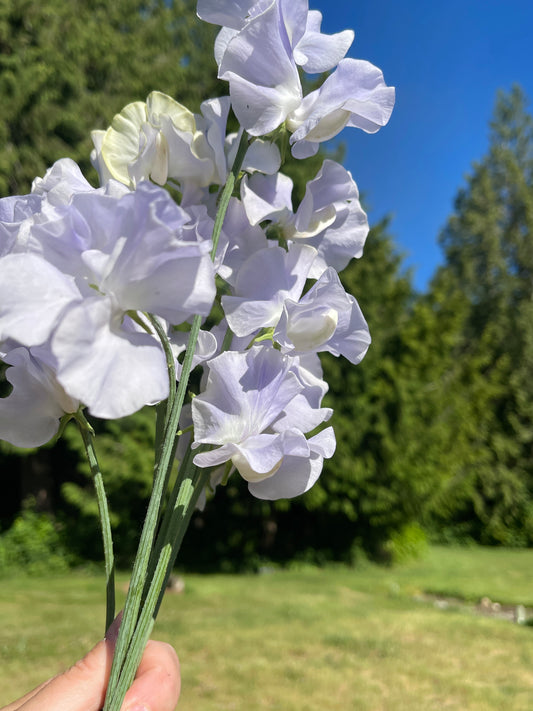 Sweet Pea Seeds: Oban Bay