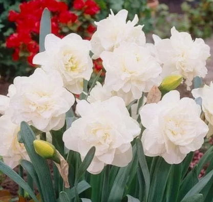 Daffodil bulb: Obdam