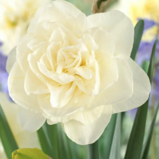 Daffodil bulb: Obdam