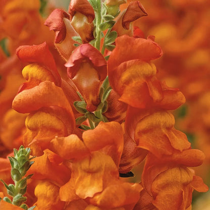 Snapdragon: Opus Early Bronze - Sugar Moon Gardens