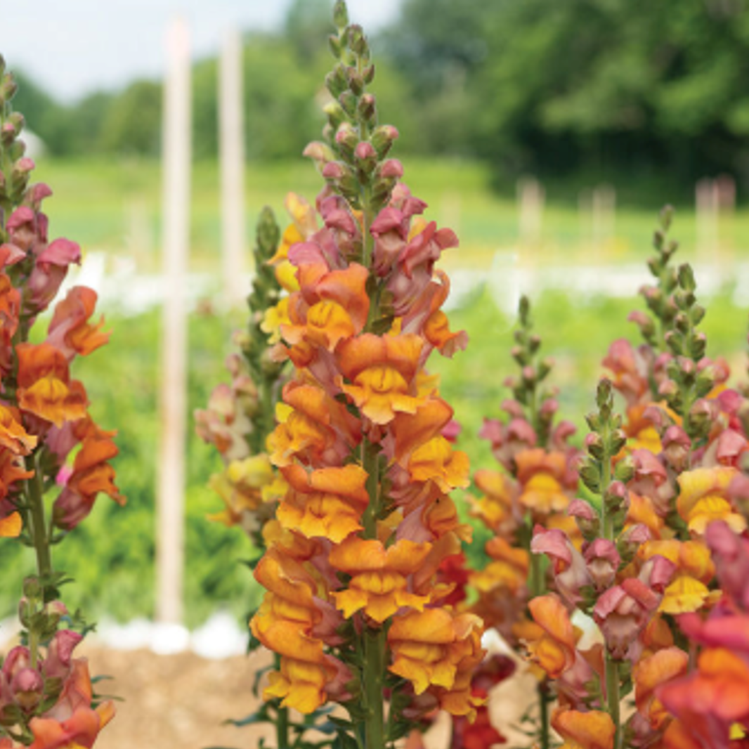Snapdragon: Opus Early Bronze - Sugar Moon Gardens