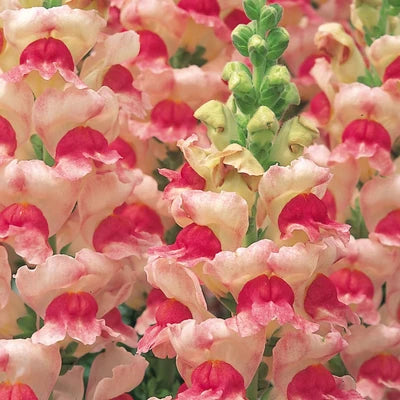 Opus III Appleblossom Snapdragon - Sugar Moon Gardens