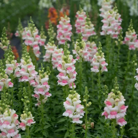Opus III Appleblossom Snapdragon - Sugar Moon Gardens