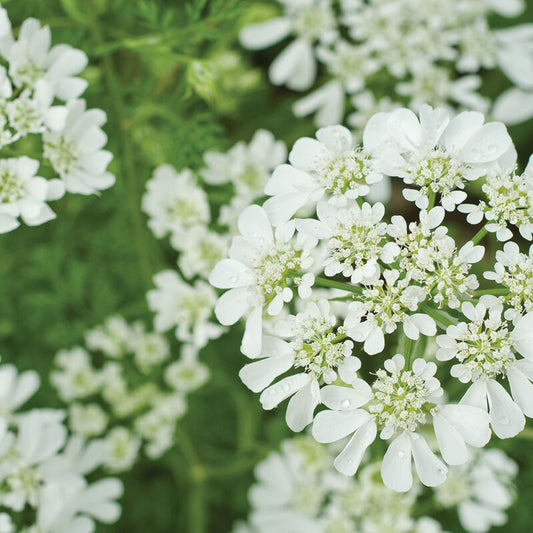 PREORDER:‎ Flower Plant:‎ Orlaya (white finch)