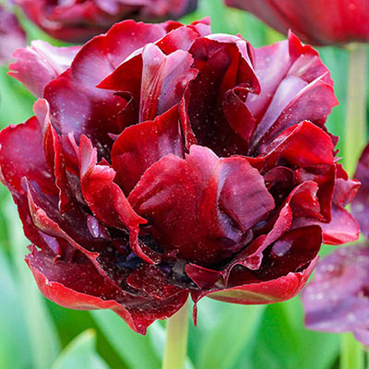Tulip bulb - Palmyra