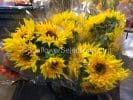 Seeds:‎ Sunflower - Starburst Panache