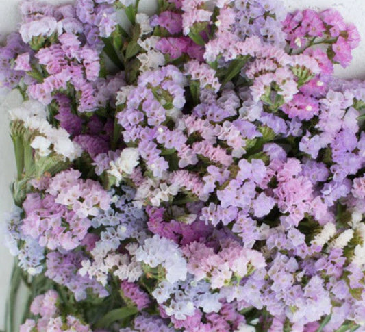Seeds:‎ Statice - Pastel Shades Mix - Sugar Moon Gardens