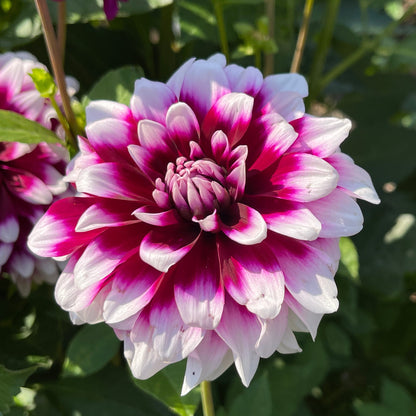 Dahlia Tuber: Patches - Sugar Moon Gardens