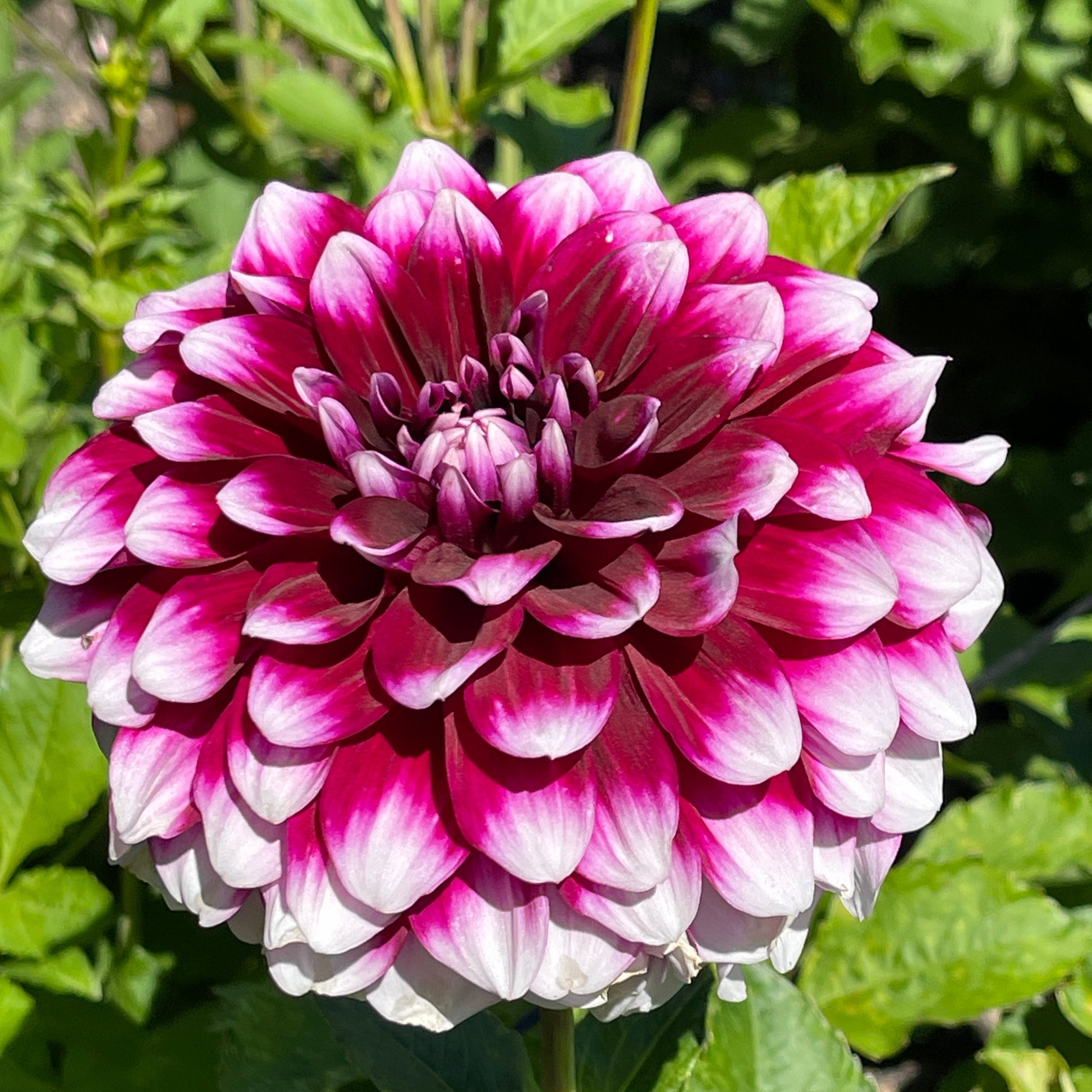Dahlia Tuber: Patches - Sugar Moon Gardens