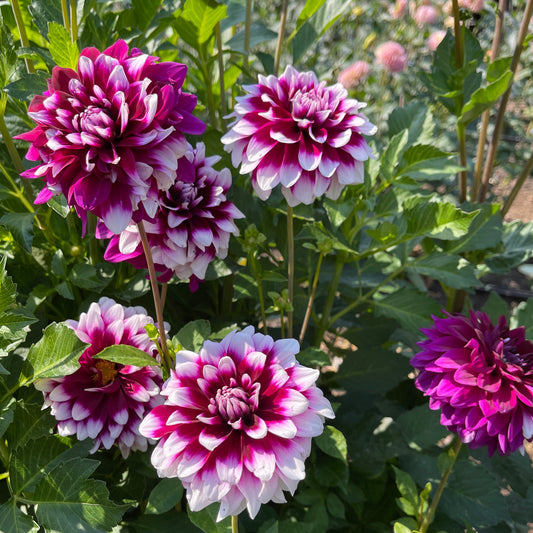 Dahlia Tuber: Patches - Sugar Moon Gardens