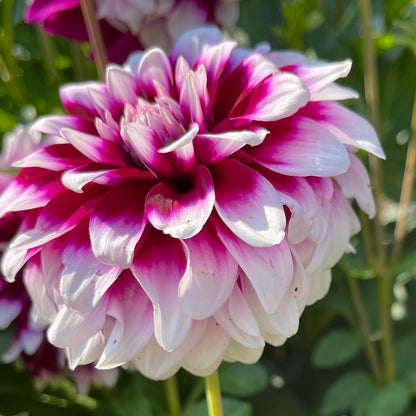 Dahlia Tuber: Patches - Sugar Moon Gardens