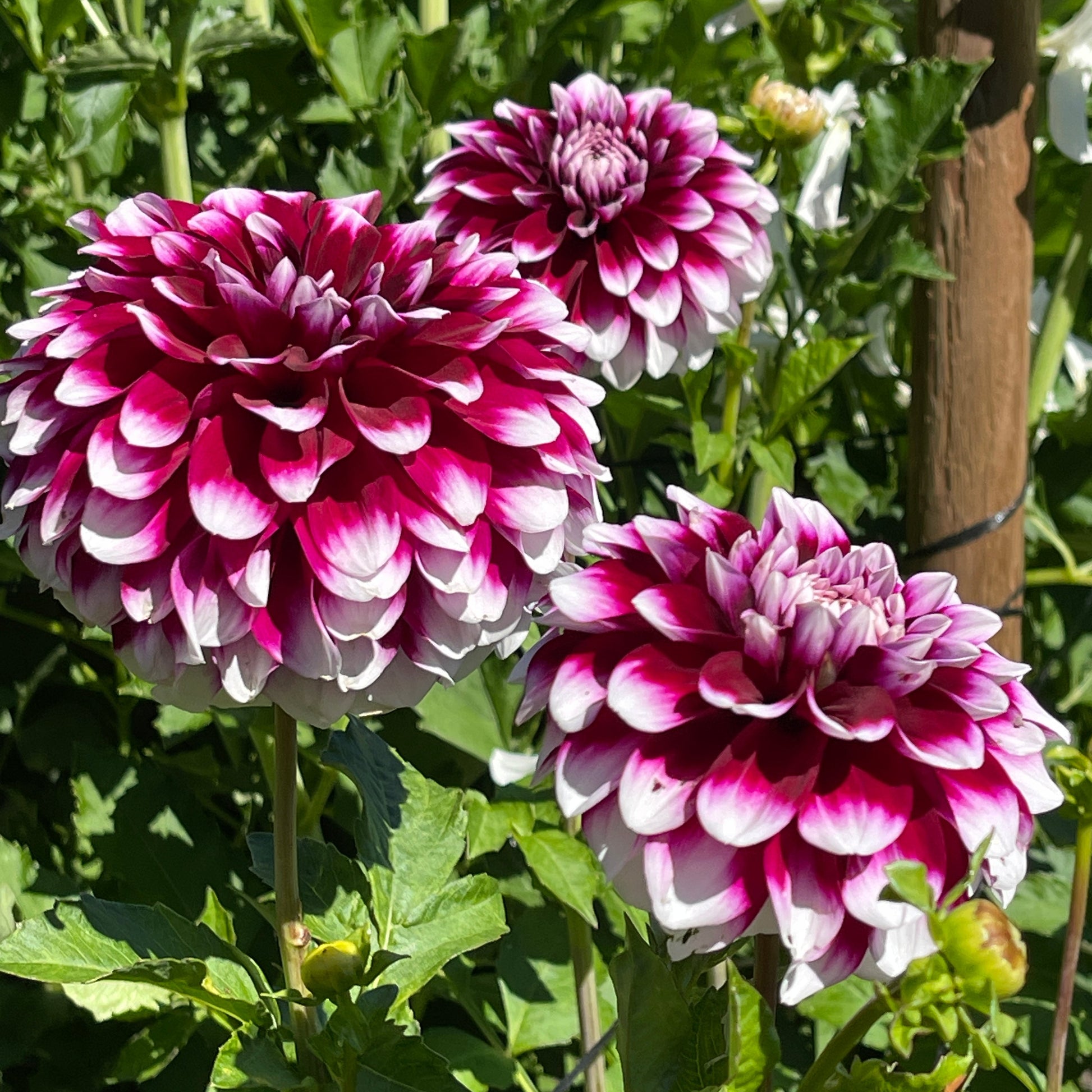 Dahlia Tuber: Patches - Sugar Moon Gardens