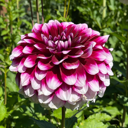 Dahlia Tuber: Patches - Sugar Moon Gardens