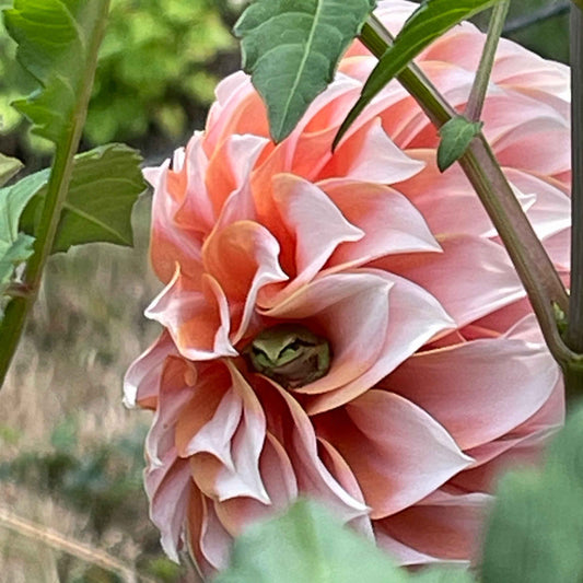 Seeds: Dahlia Mix - Cutting Garden