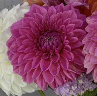 Seeds: Dahlia Mix - Unicorns