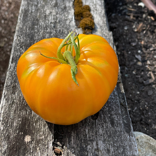 Seeds:‎ Tomato - Persimmon