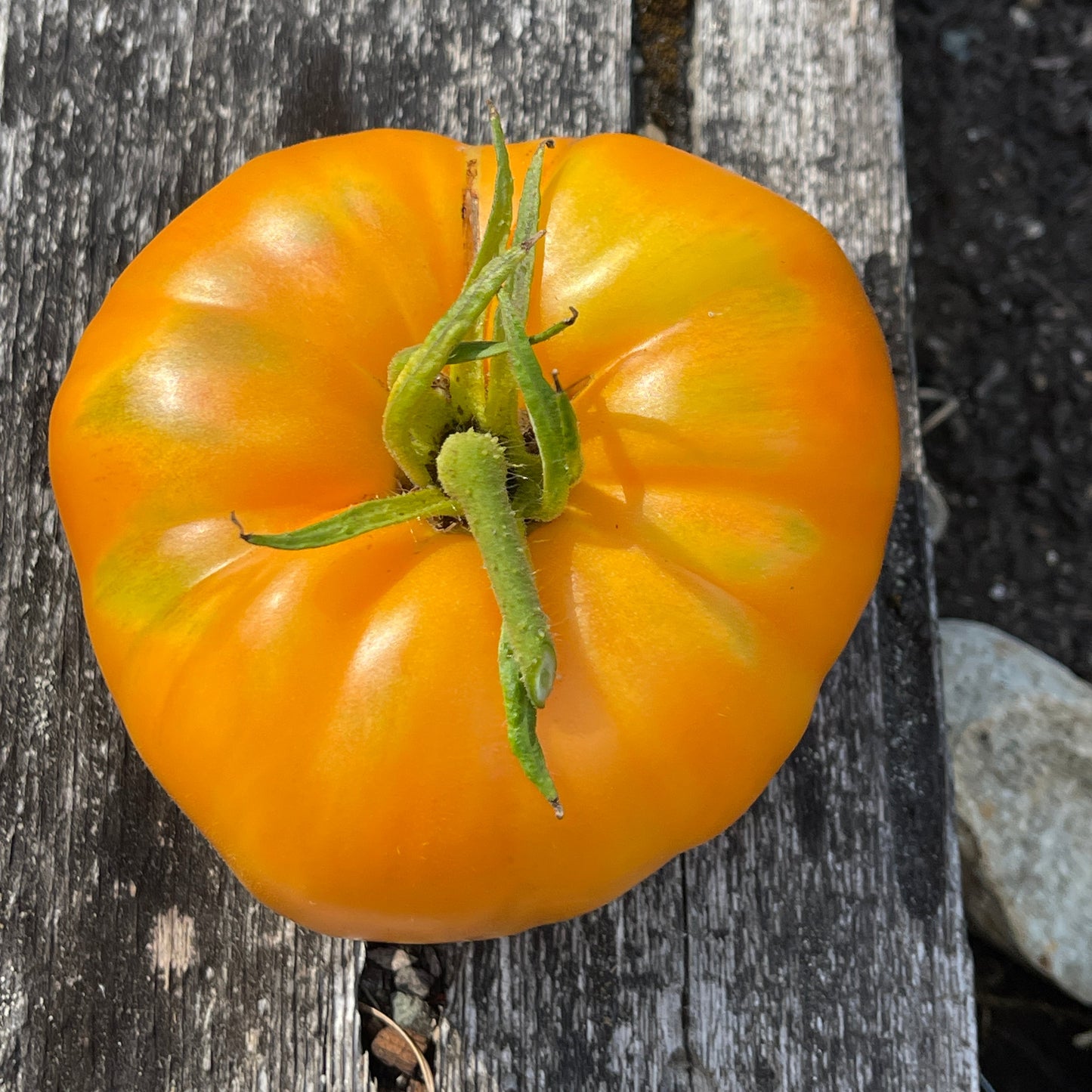 Seeds:‎ Tomato - Persimmon
