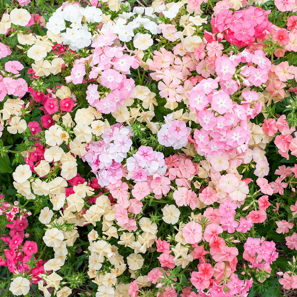 PREORDER:‎ Flower Plant:‎ Phlox