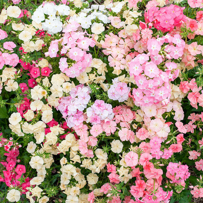 PREORDER:‎ Flower Plant:‎ Phlox