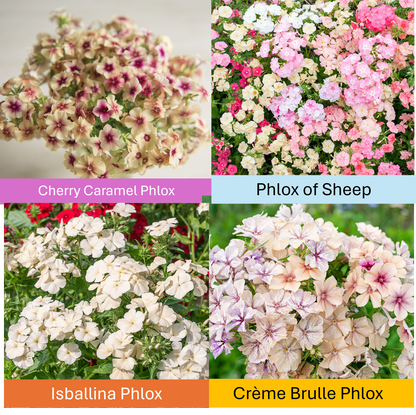 PREORDER:‎ Flower Plant:‎ Phlox