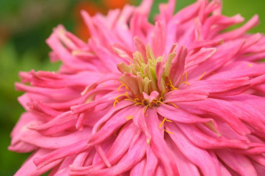 Seeds: Zinnia - Pinca - Sugar Moon Gardens