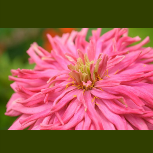 Seeds: Zinnia - Pinca - Sugar Moon Gardens