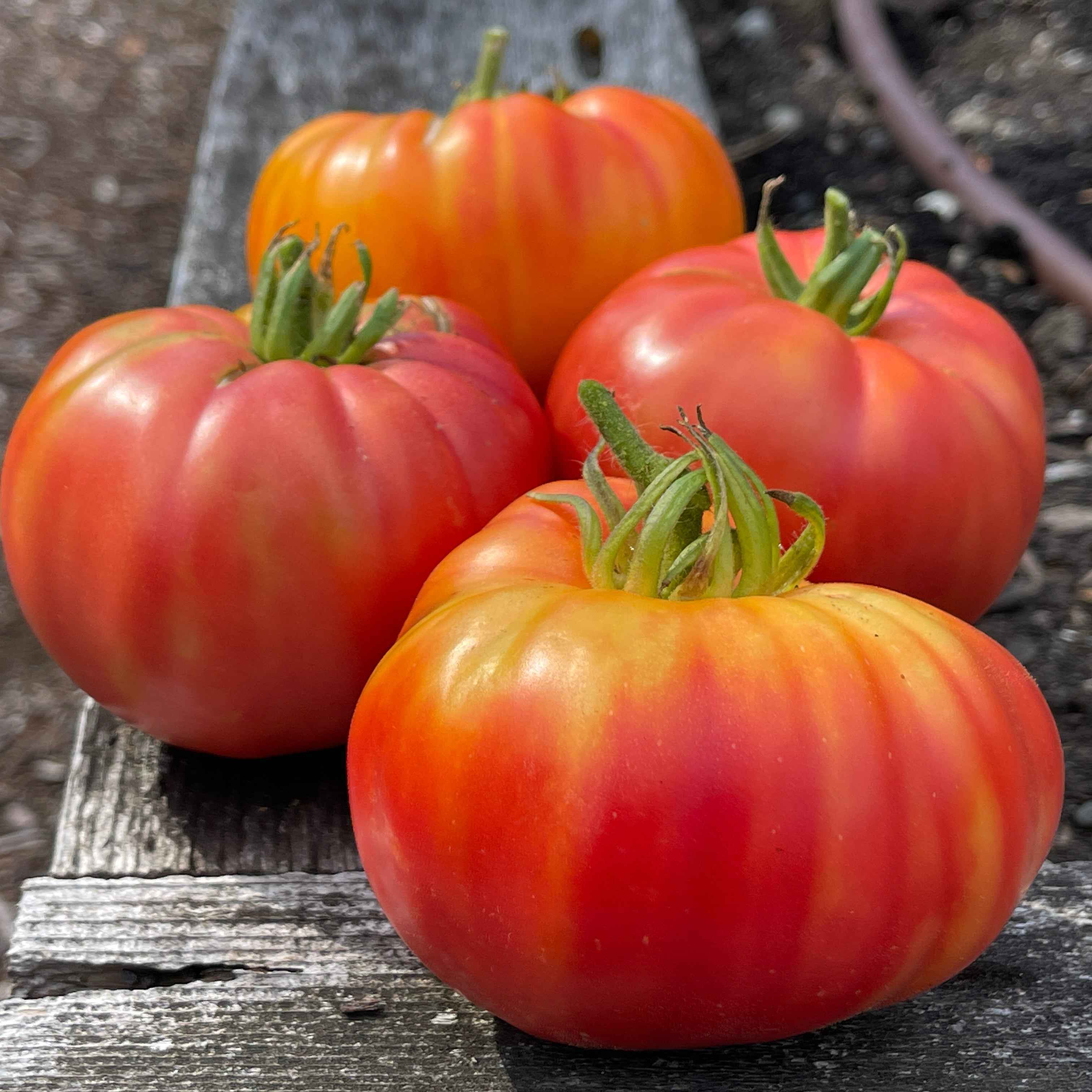 Veg Plant: Tomato - Tried & True collection