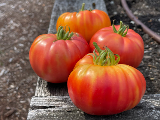 Seeds:‎ Tomato - Pineapple