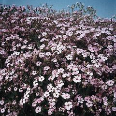 Soapwort Pink Beauty - Sugar Moon Gardens
