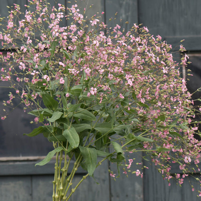 Soapwort Pink Beauty - Sugar Moon Gardens